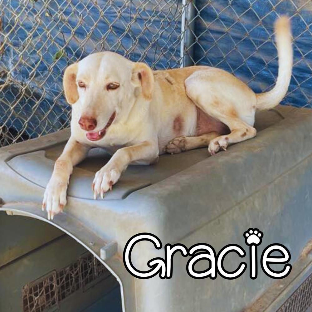 Gracie - 25295, a Adoptable mixed breed in Armonk, NY image 2/3