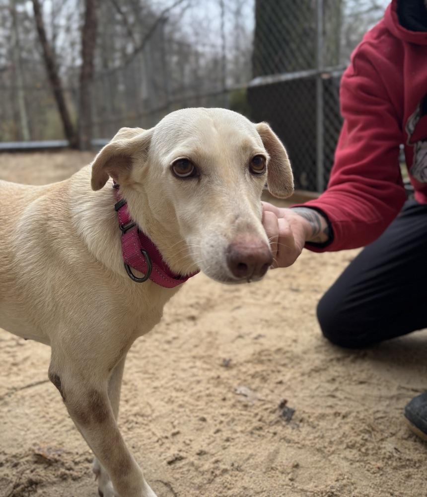 Gracie - 25295, a Adoptable mixed breed in Armonk, NY image 3/3