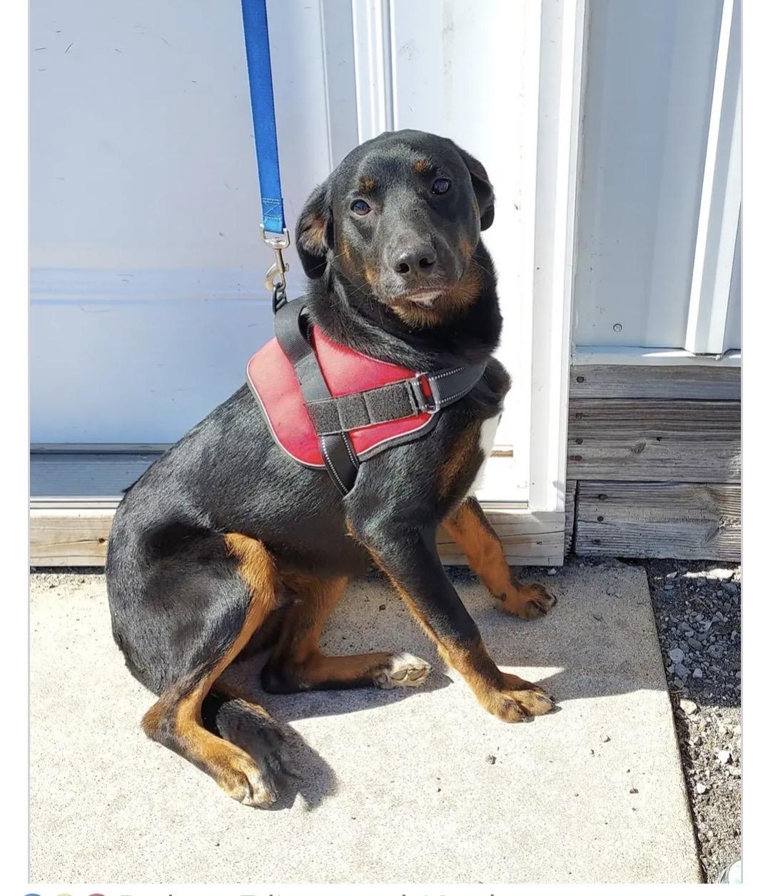 Benito (bruno), a ADOPTABLE mixed breed in Homewood, IL image 2/3