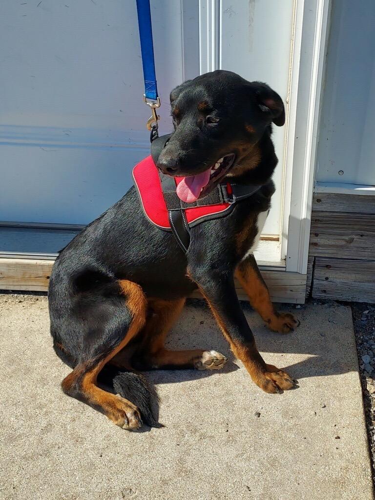 Benito (bruno), a ADOPTABLE mixed breed in Homewood, IL image 3/3