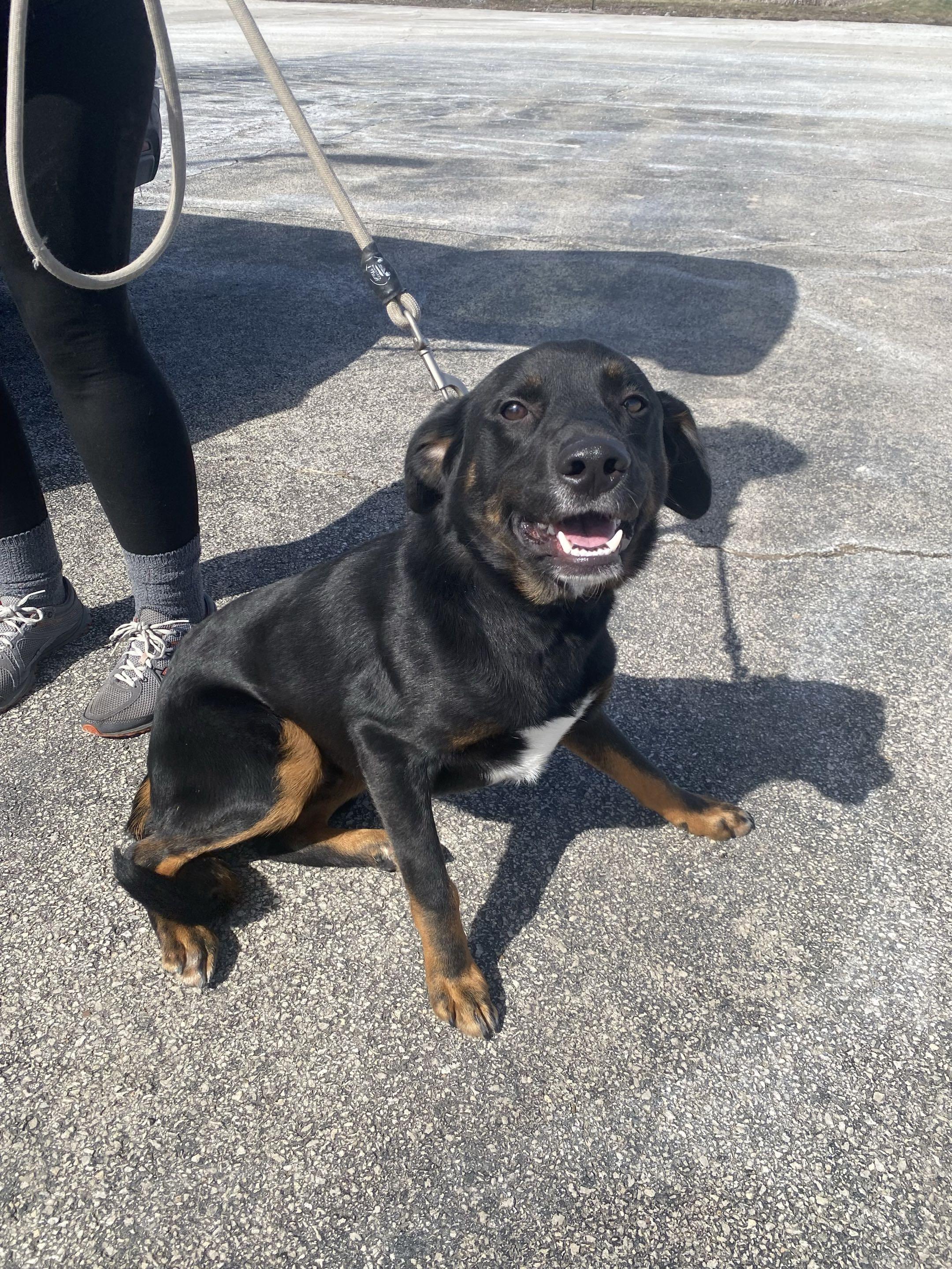 Benito (bruno), ADOPTABLE, Young Male Rottweiler.