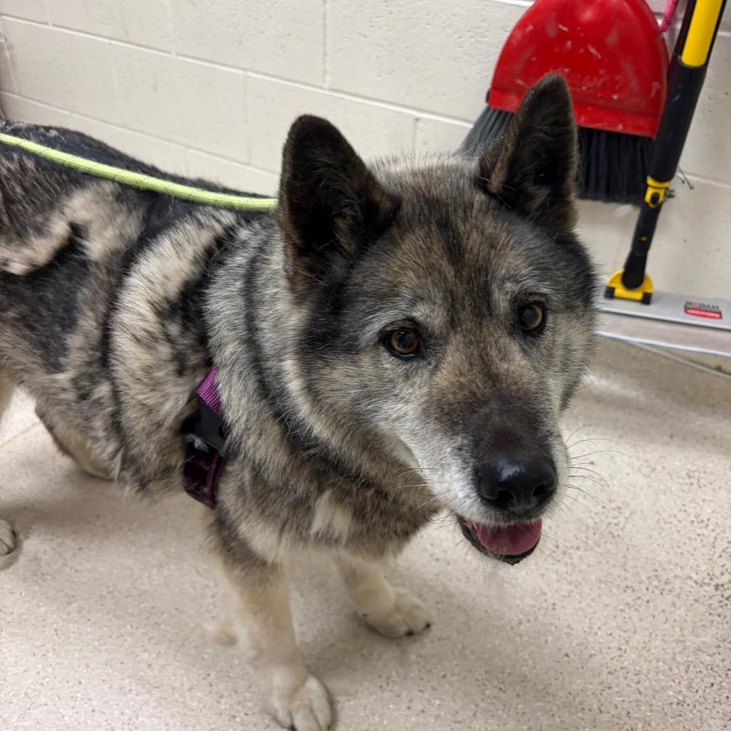 Riley, Adoptable, Senior Female Husky.