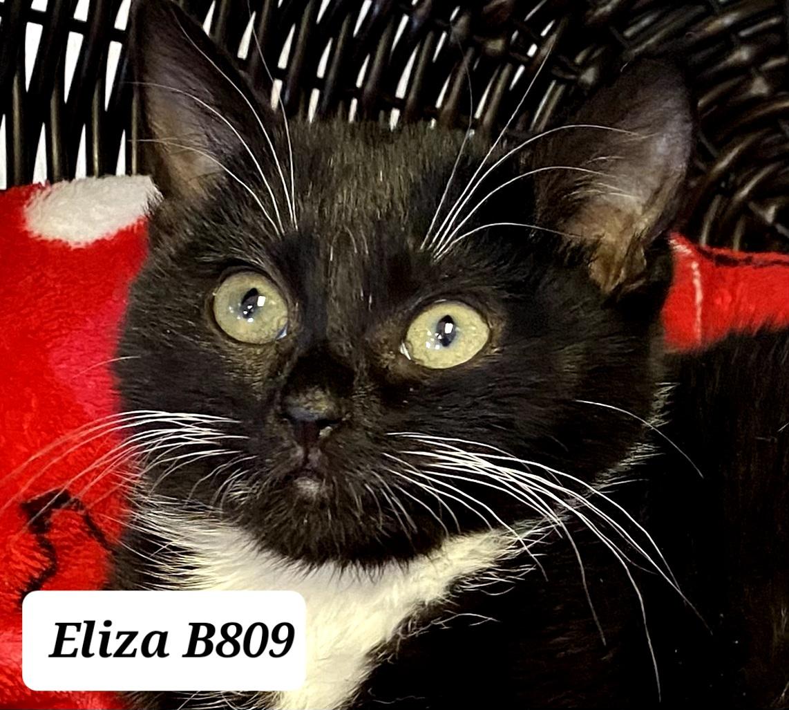 Enlarge Eliza, a ADOPTABLE Domestic Short Hair in Morganton, NC image 1/1