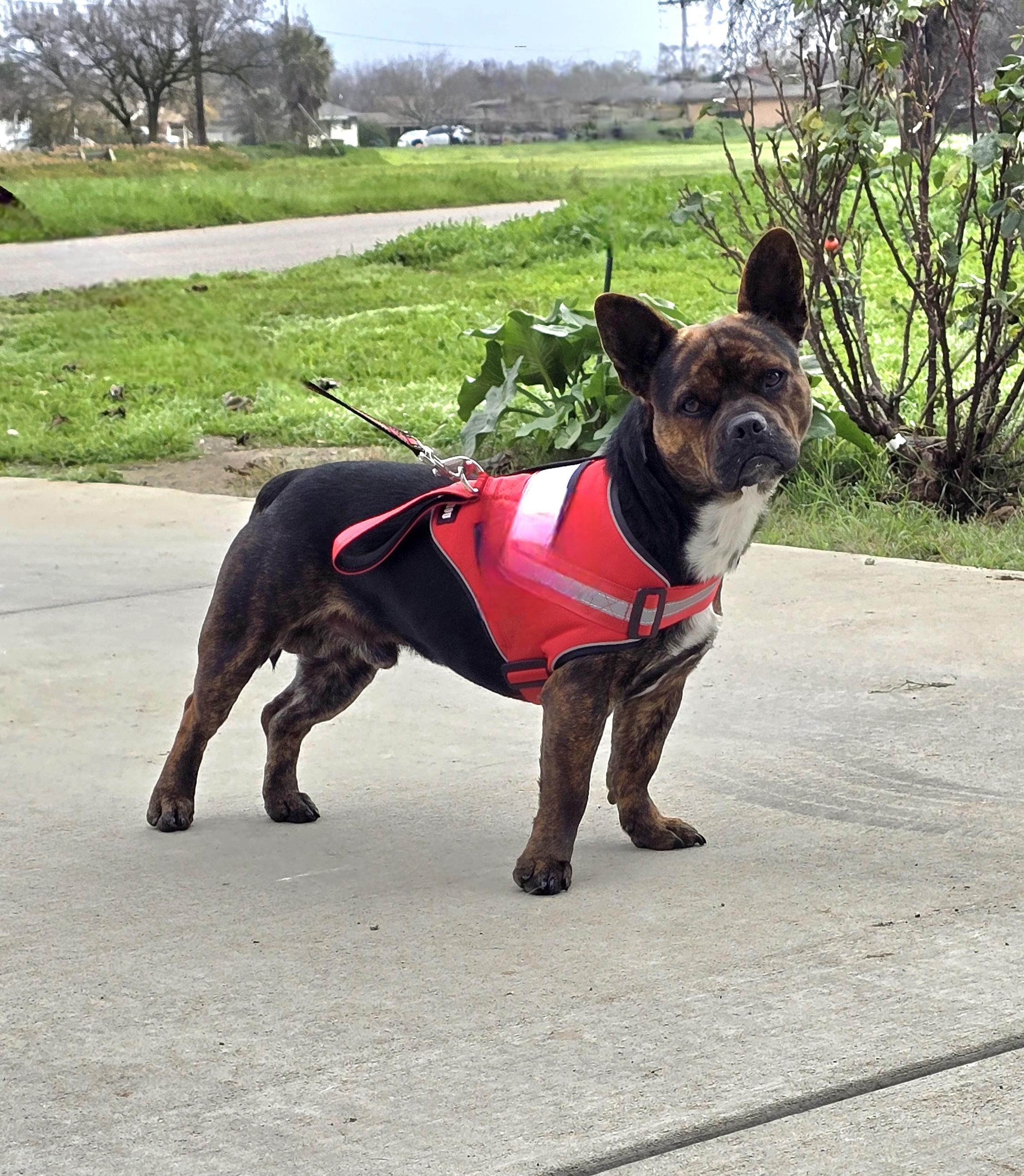 Enlarge Scrappy, an adopted mixed breed in Tracy, CA image 3/4