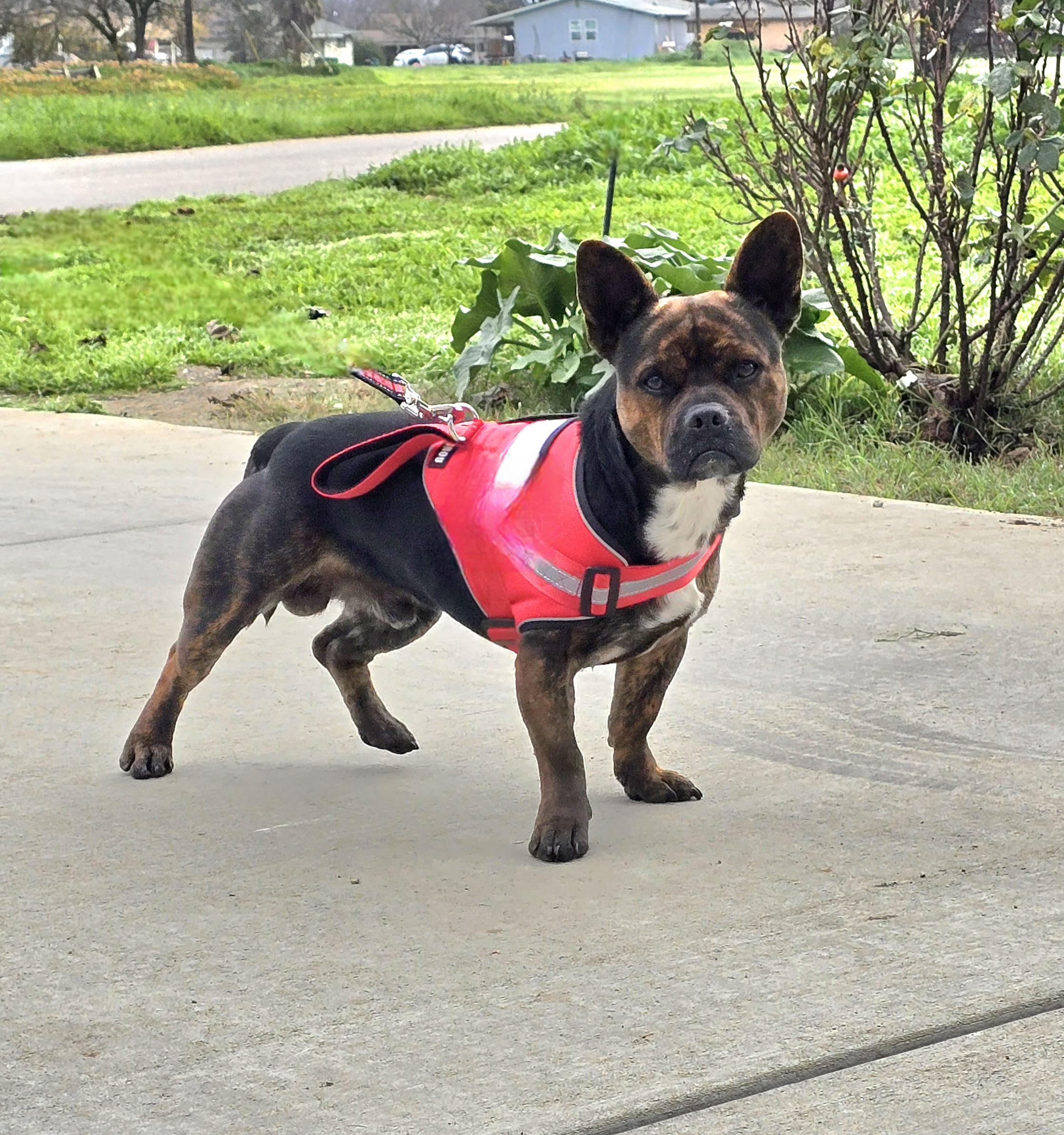 Scrappy, ADOPTABLE, Young Male French Bulldog.