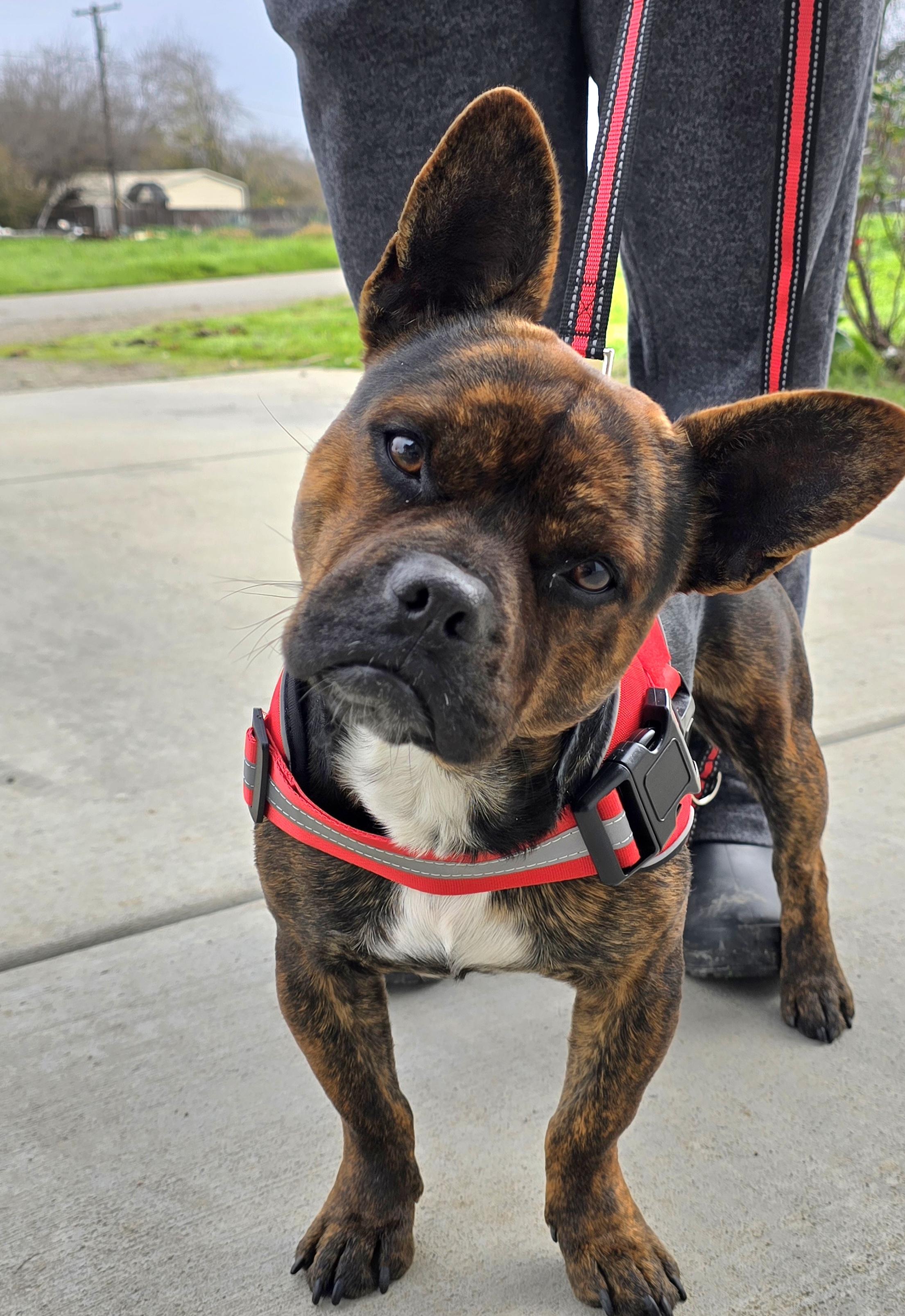 Enlarge Scrappy, an adopted mixed breed in Tracy, CA image 4/4