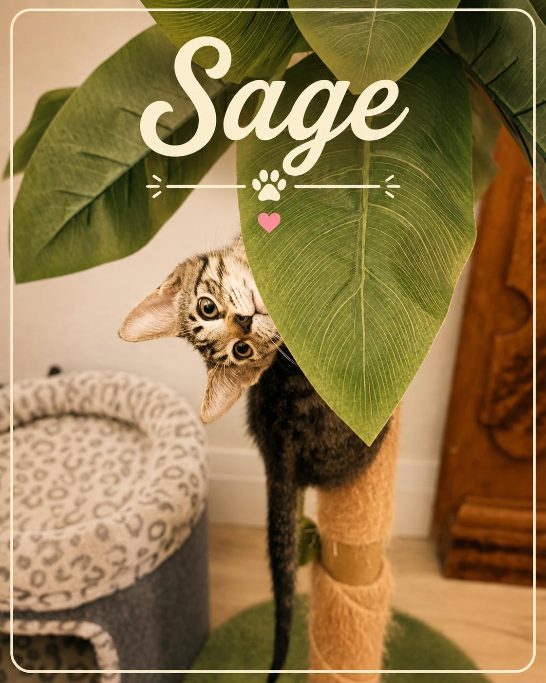 Sage, Adoptable, Kitten Male Domestic Short Hair.