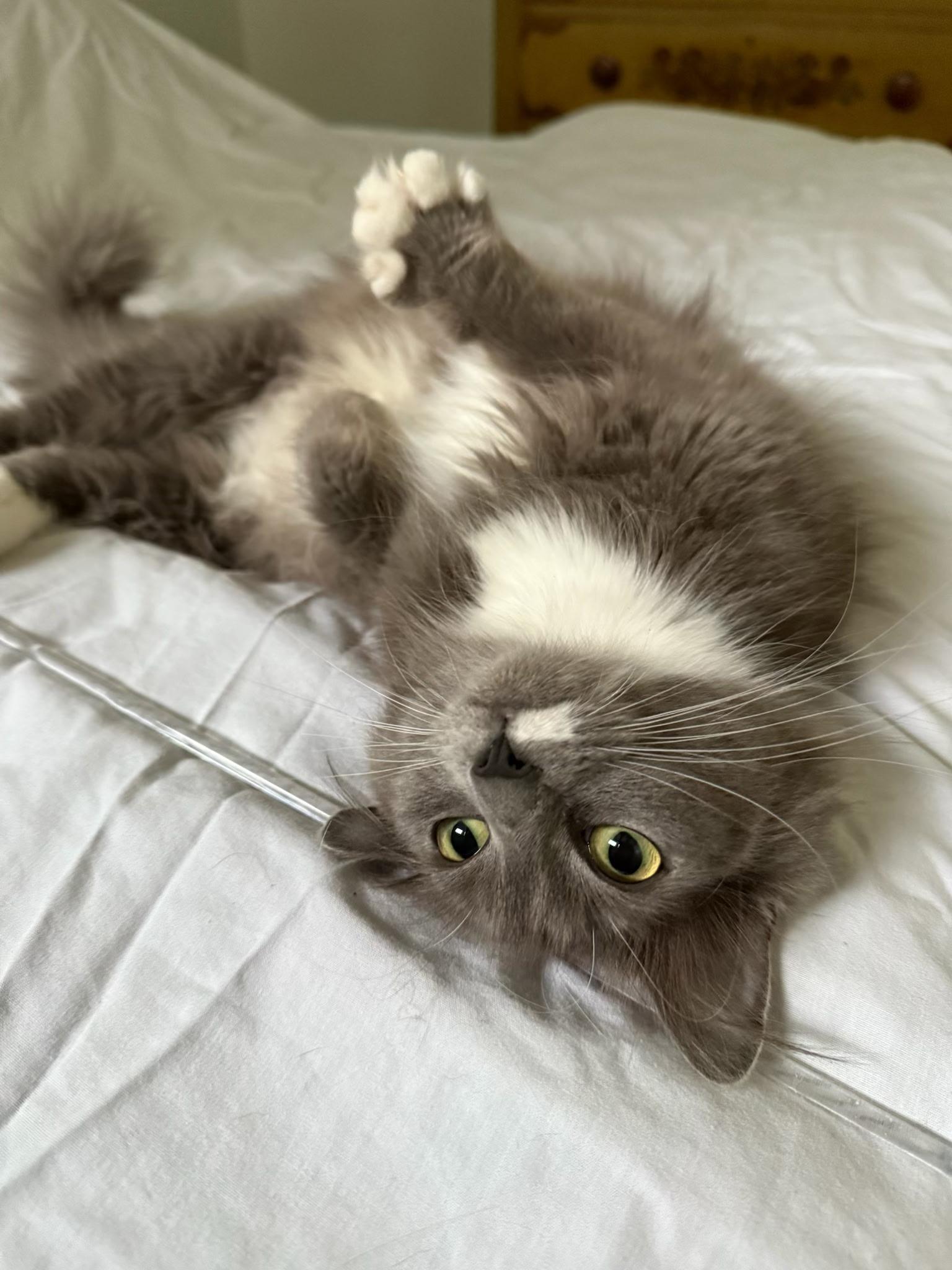 Enlarge Nova, an adopted Domestic Long Hair in Warwick, RI image 3/3