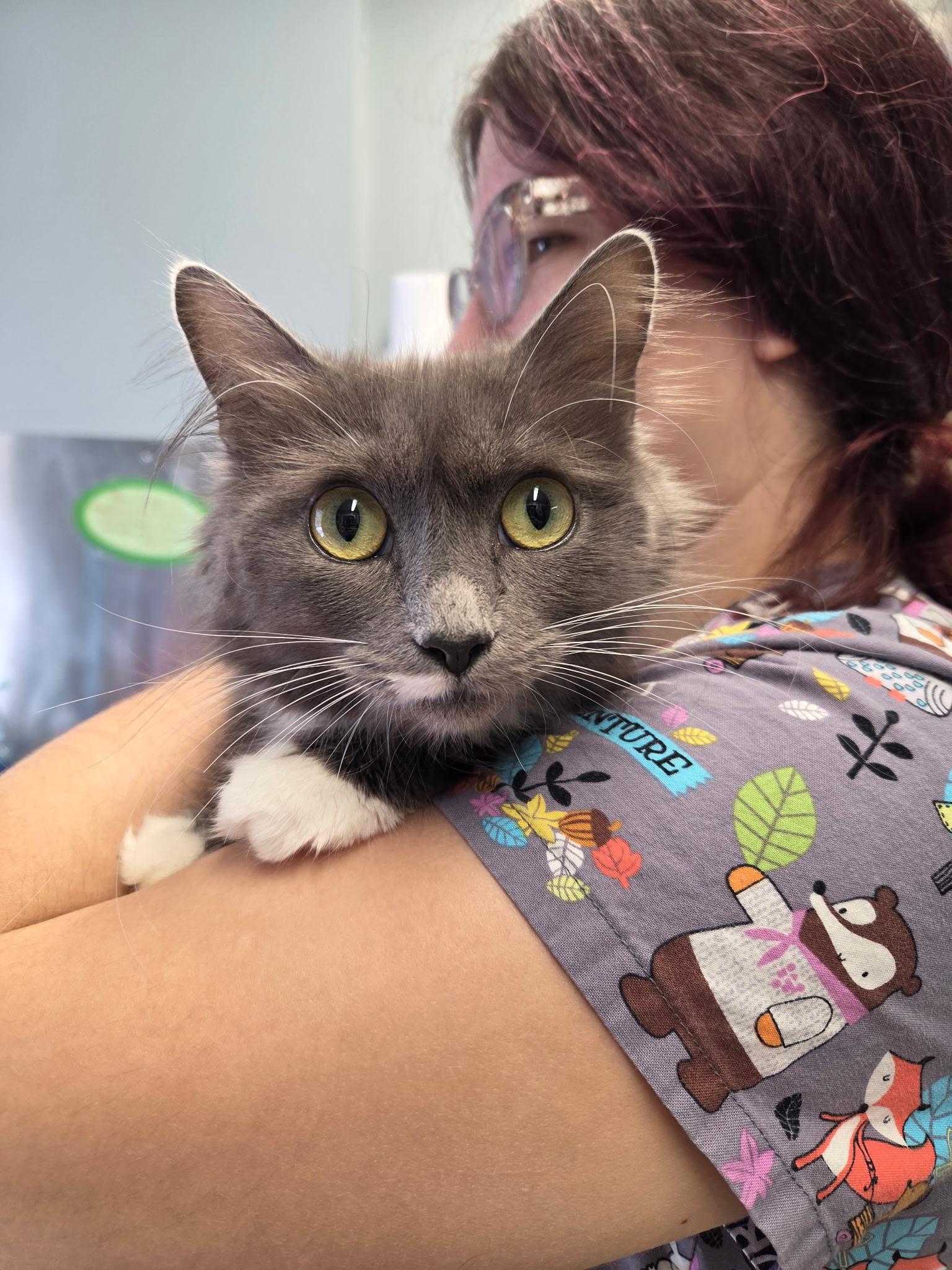 Enlarge Nova, an adopted Domestic Long Hair in Warwick, RI image 2/3