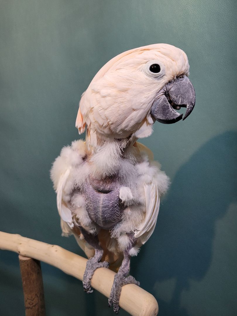 Pinky, a Adoptable Cockatoo in Sheboygan Falls, WI image 1/11