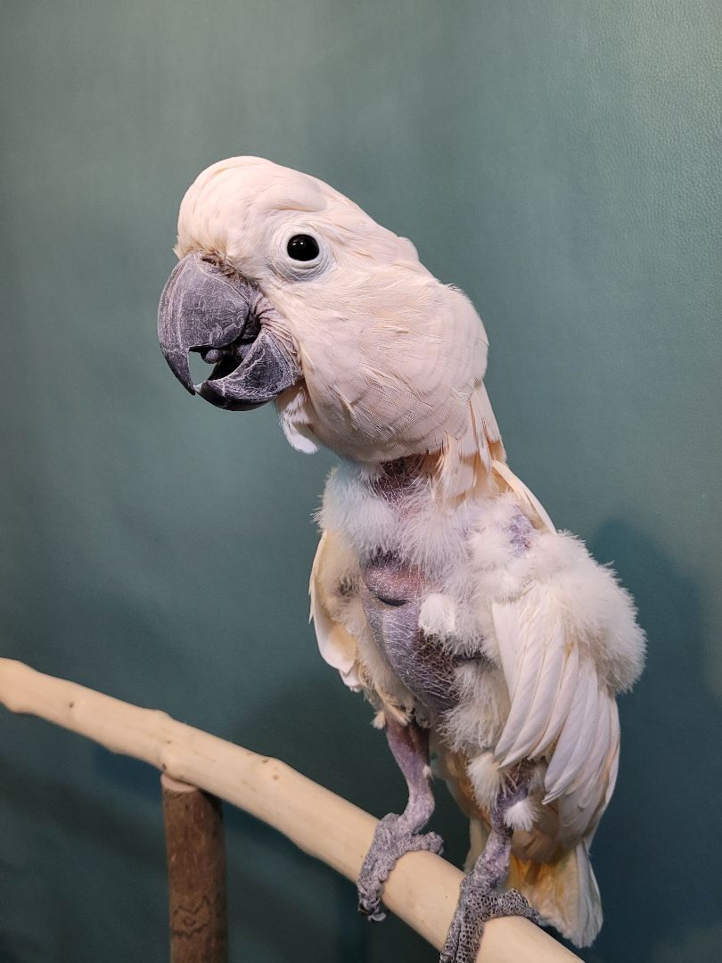 Pinky, a Adoptable Cockatoo in Sheboygan Falls, WI image 2/11