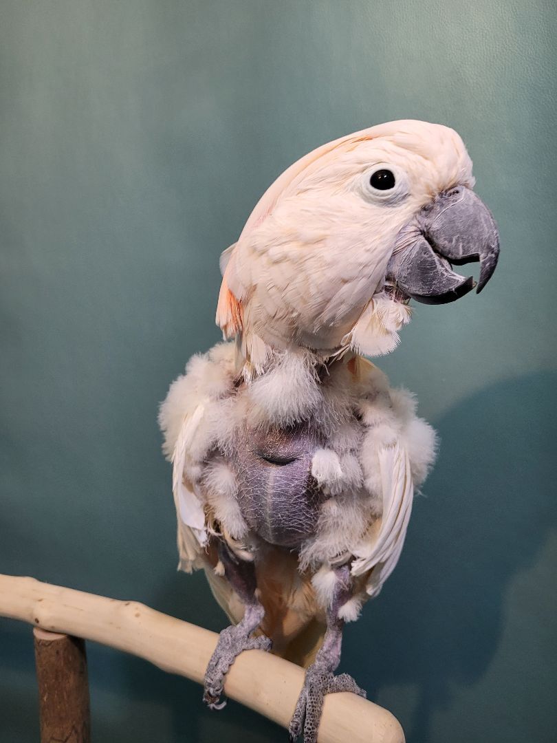 Pinky, a Adoptable Cockatoo in Sheboygan Falls, WI image 3/11