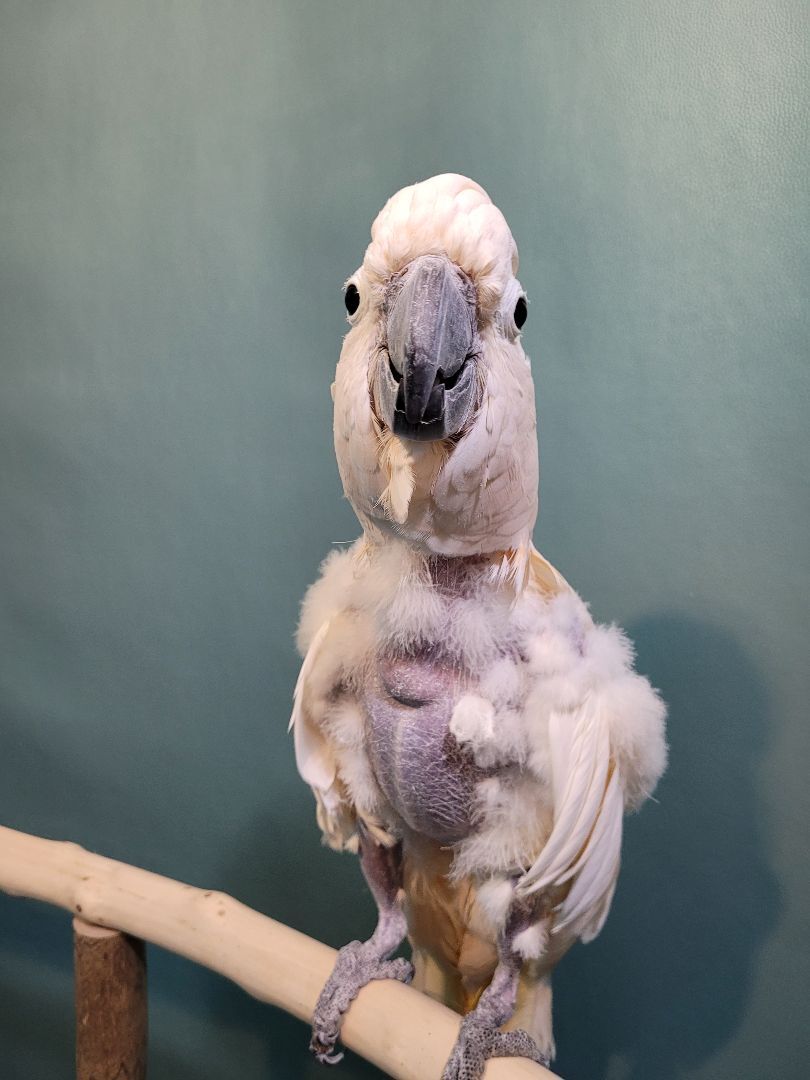 Pinky, a Adoptable Cockatoo in Sheboygan Falls, WI image 4/11