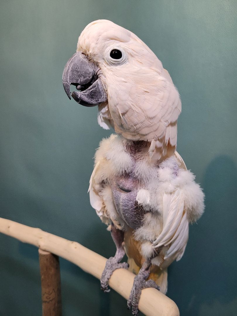 Pinky, a Adoptable Cockatoo in Sheboygan Falls, WI image 5/11