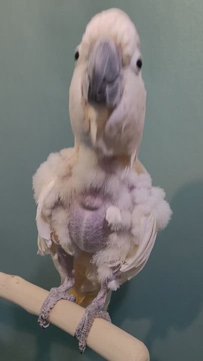 Pinky, an adoptable Cockatoo in Sheboygan Falls, WI_image-1