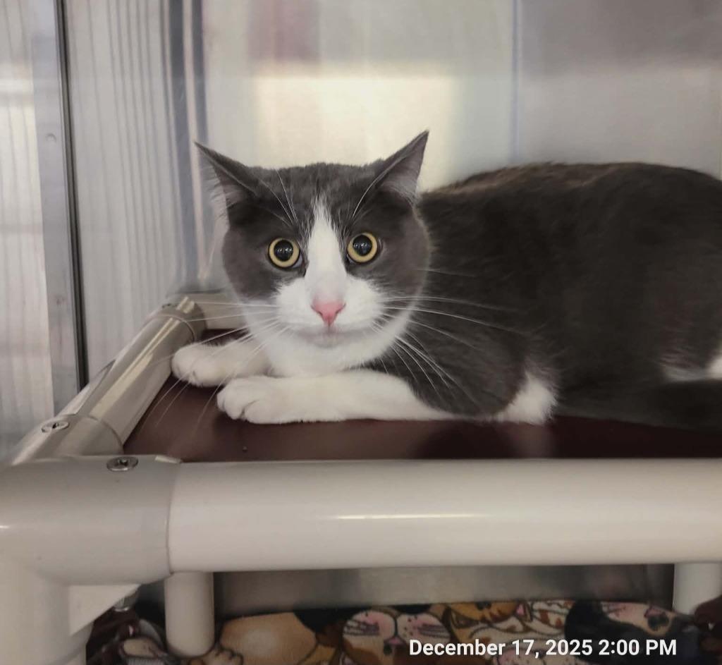 Enlarge Argus, a Adoptable mixed breed in Sunrise Beach, MO image 1/3