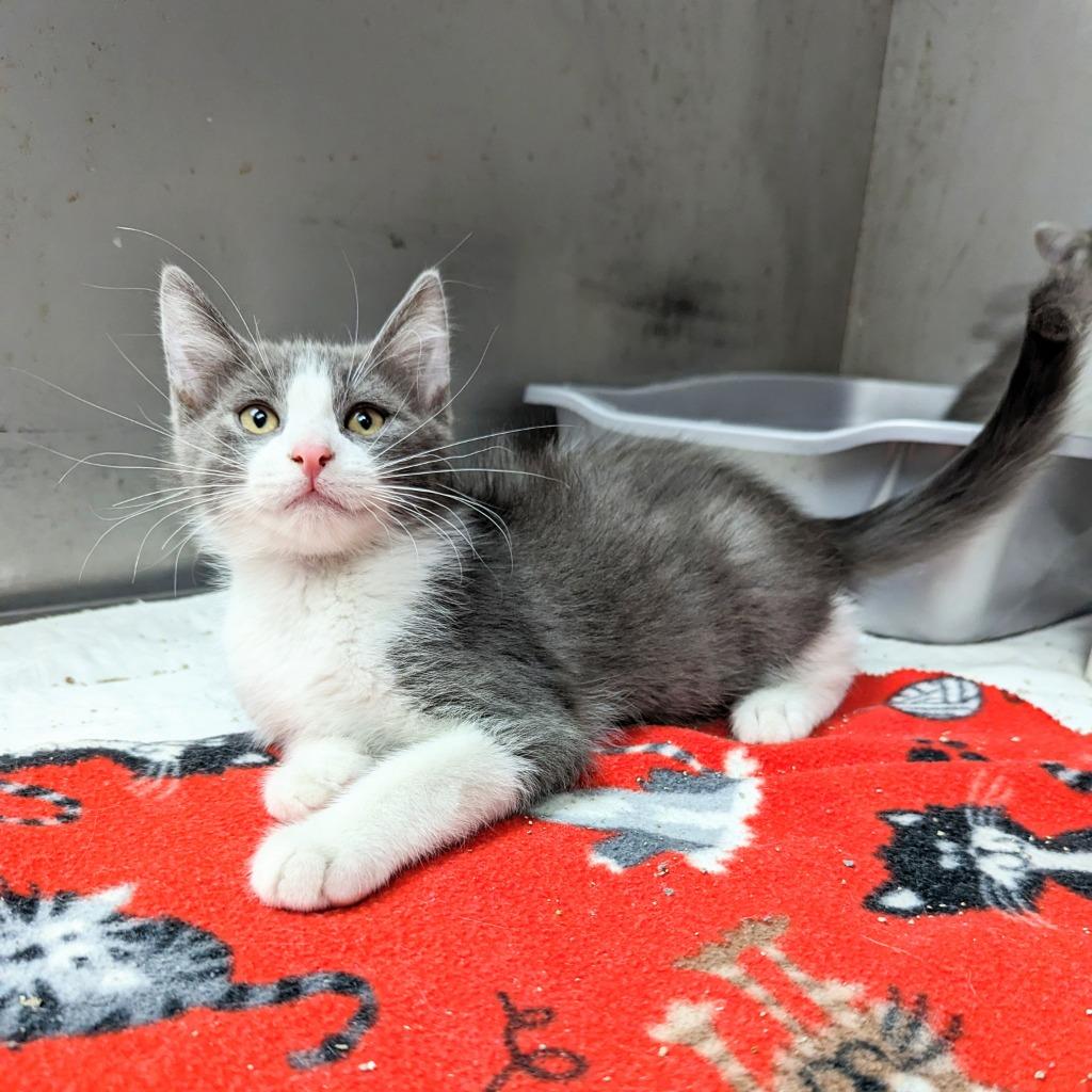 Enlarge Argus, a Adoptable mixed breed in Sunrise Beach, MO image 3/3