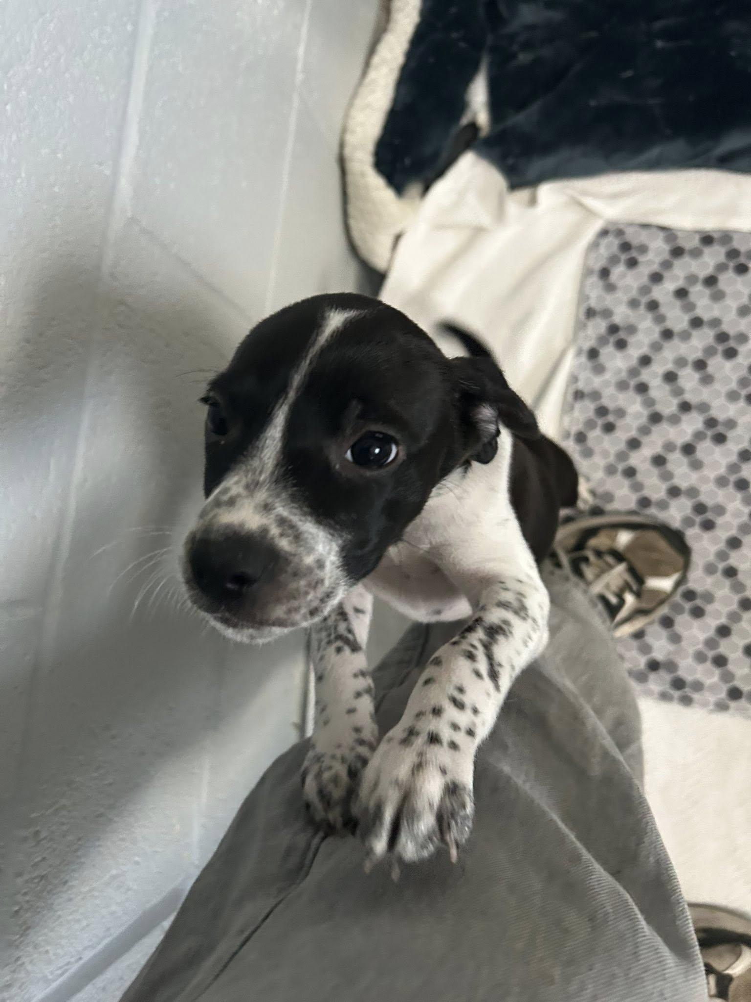 Ella, ADOPTABLE, Puppy Female Beagle.