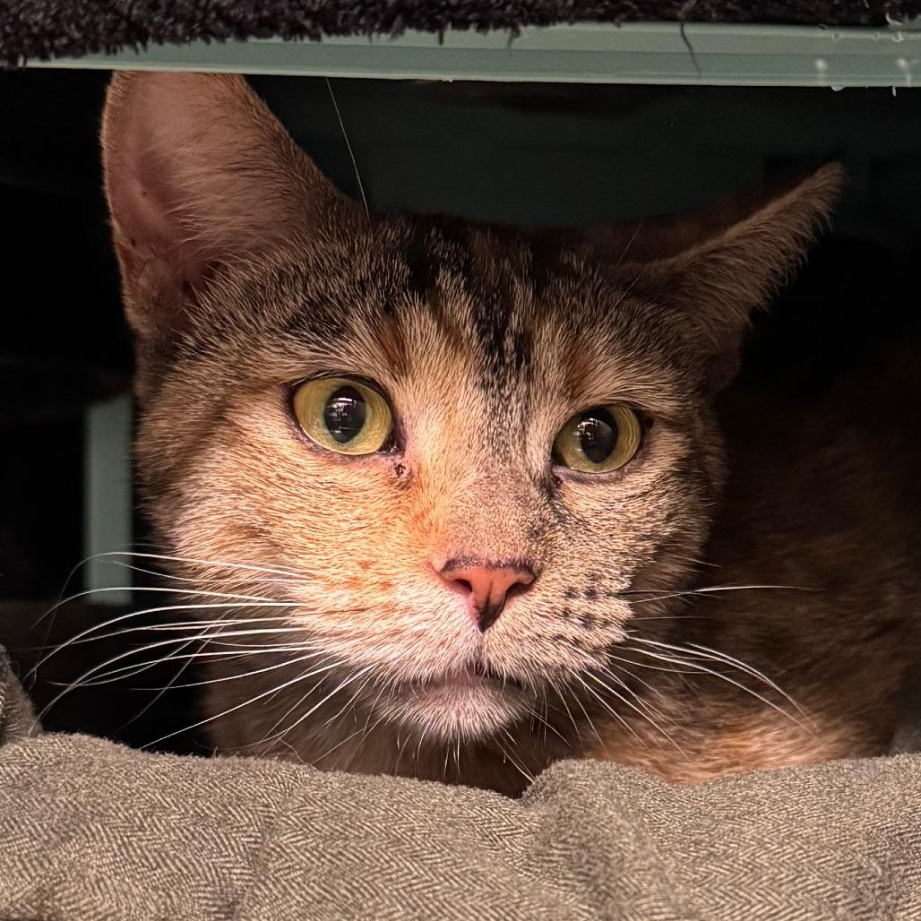 Arwen, Adoptable, Young Female American Shorthair.