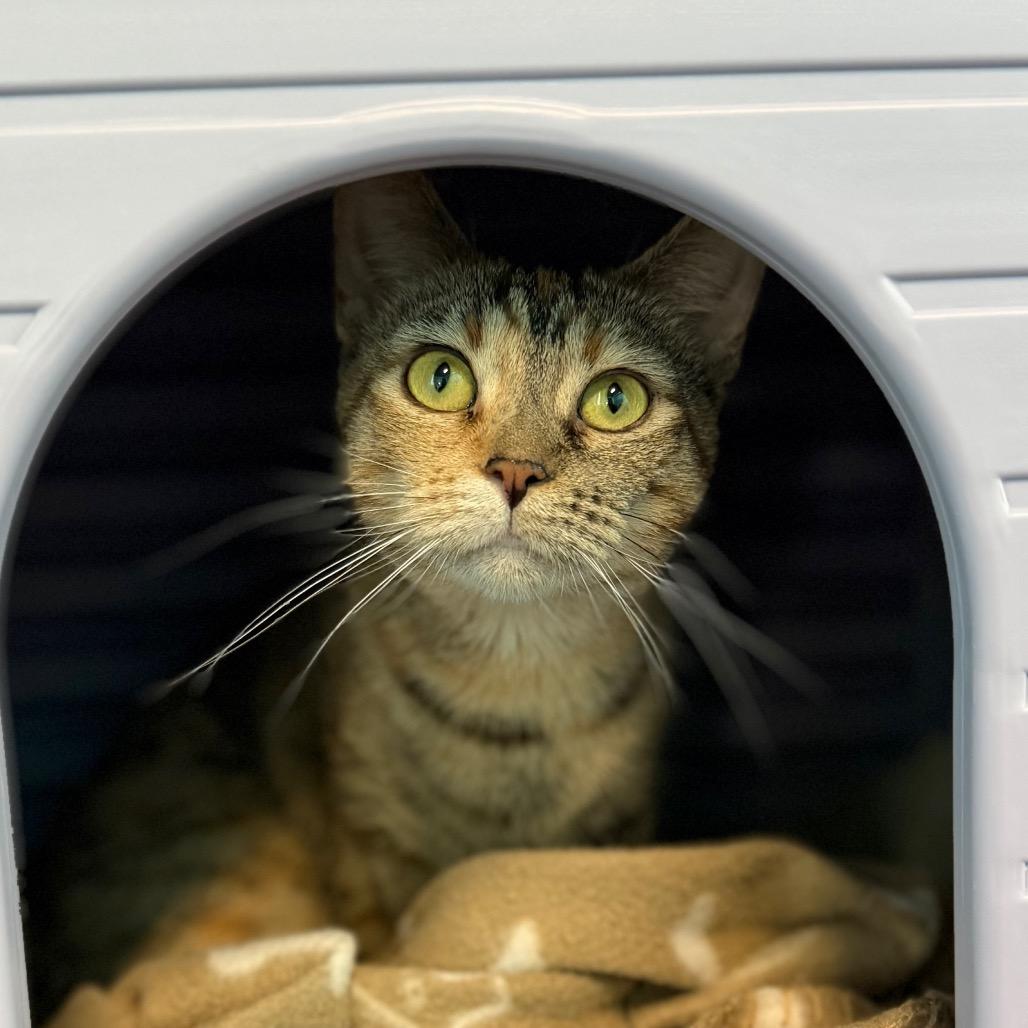 Arwen, a Adoptable American Shorthair in Edwardsville, IL image 2/6