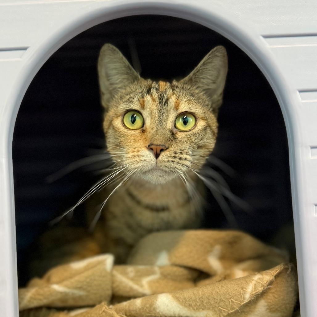 Arwen, a Adoptable American Shorthair in Edwardsville, IL image 3/6