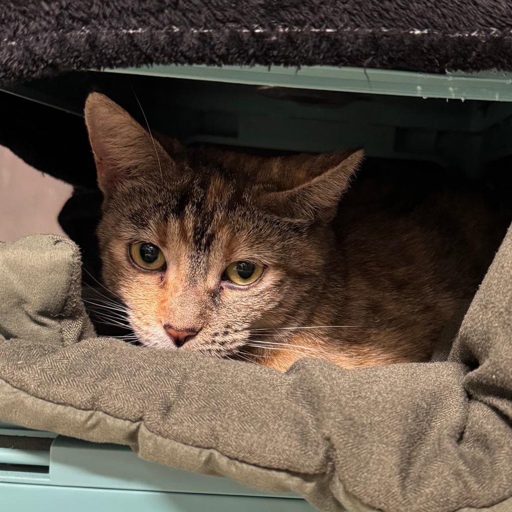Arwen, a Adoptable American Shorthair in Edwardsville, IL image 5/6