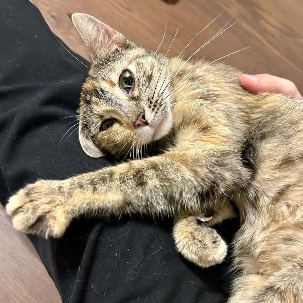 Arwen, a Adoptable American Shorthair in Edwardsville, IL image 6/6