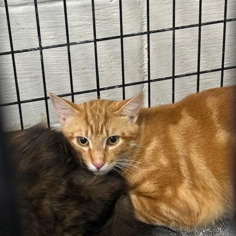 Enlarge Rowan, a Adoptable Domestic Medium Hair in Port Aransas, TX image 1/1