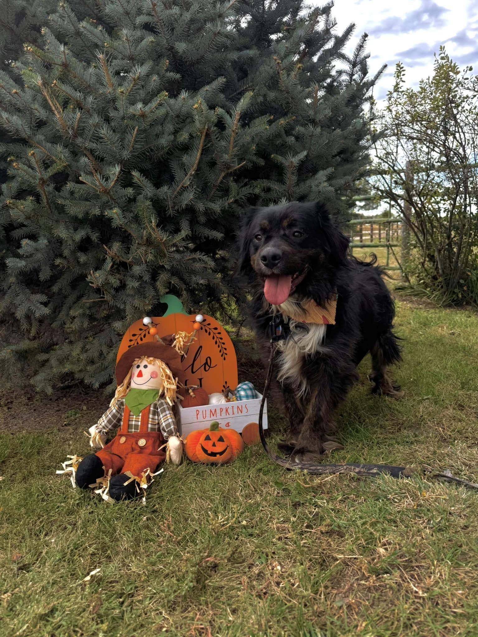Ozzy, a Adopted mixed breed in Lexington, NE image 2/3