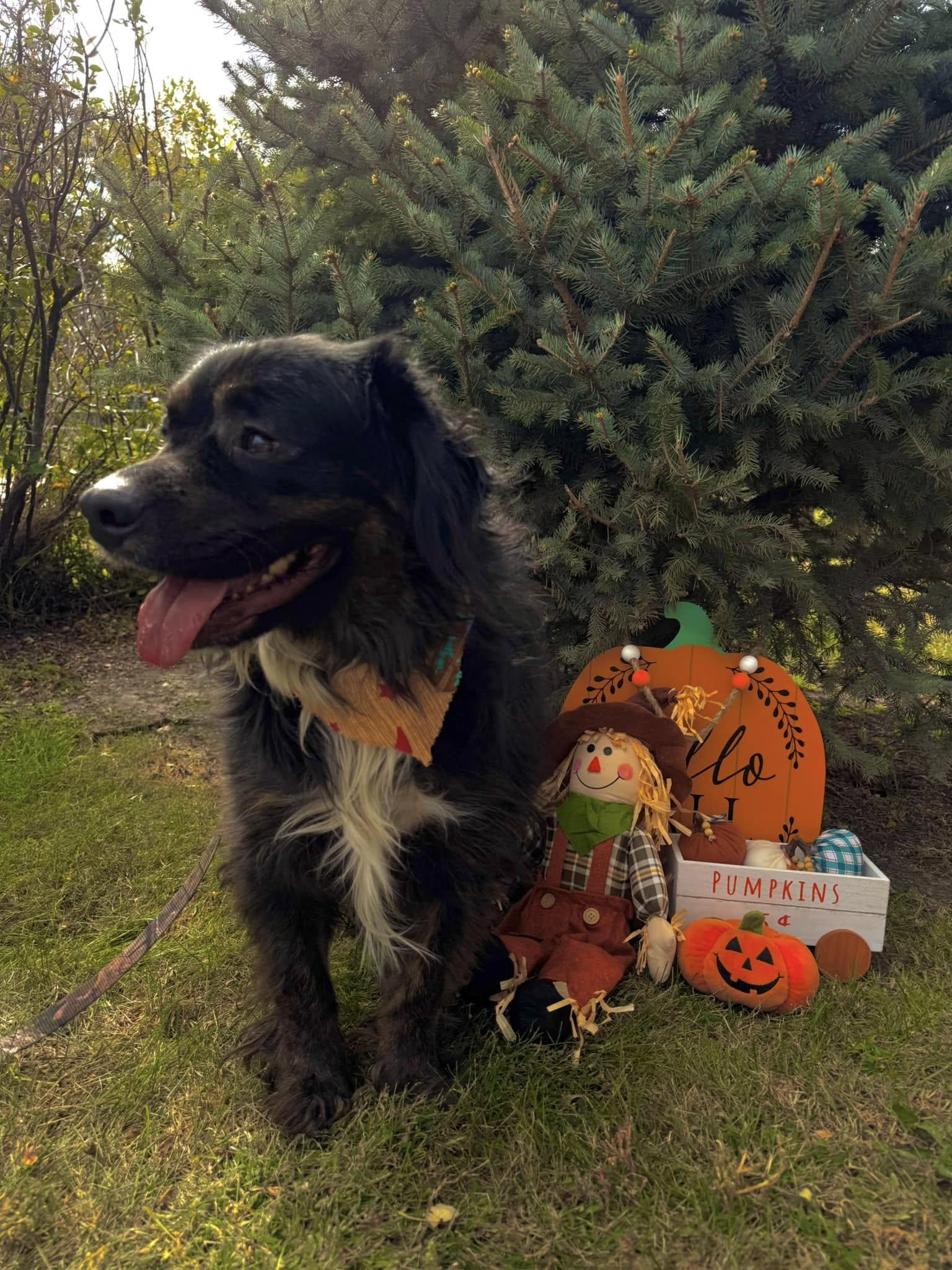 Ozzy, an adoptable Australian Shepherd in Lexington, NE, 68850 | Photo Image 1