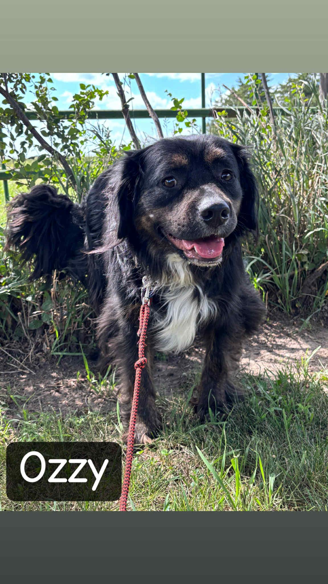 Ozzy, Adopted, Young Male Australian Shepherd.