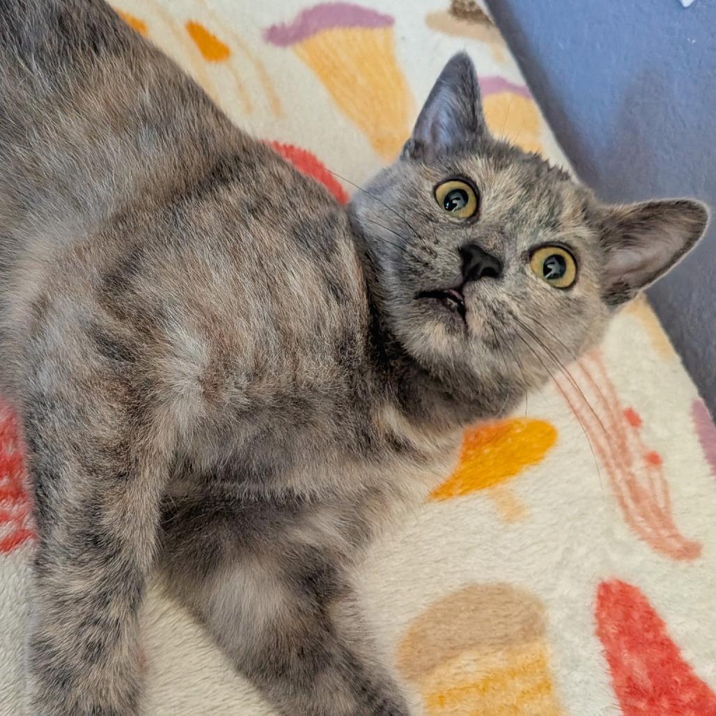 Bubbles, Adoptable, Kitten Female Domestic Short Hair.