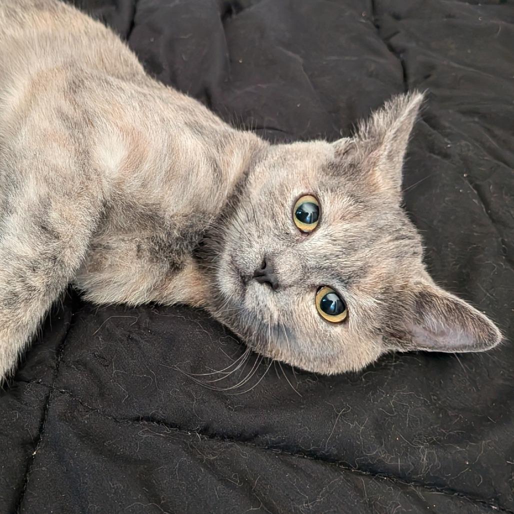 Enlarge Bubbles, a Adoptable Domestic Short Hair in Temecula, CA image 2/4