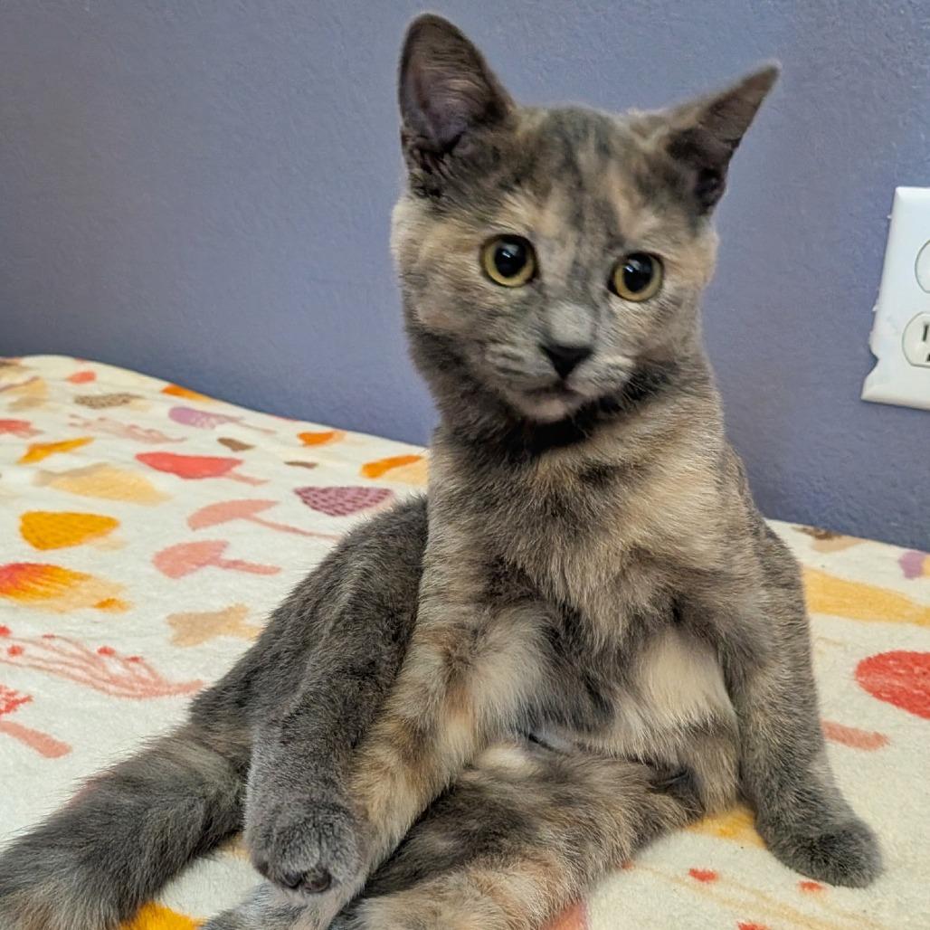Enlarge Bubbles, a Adoptable Domestic Short Hair in Temecula, CA image 3/4