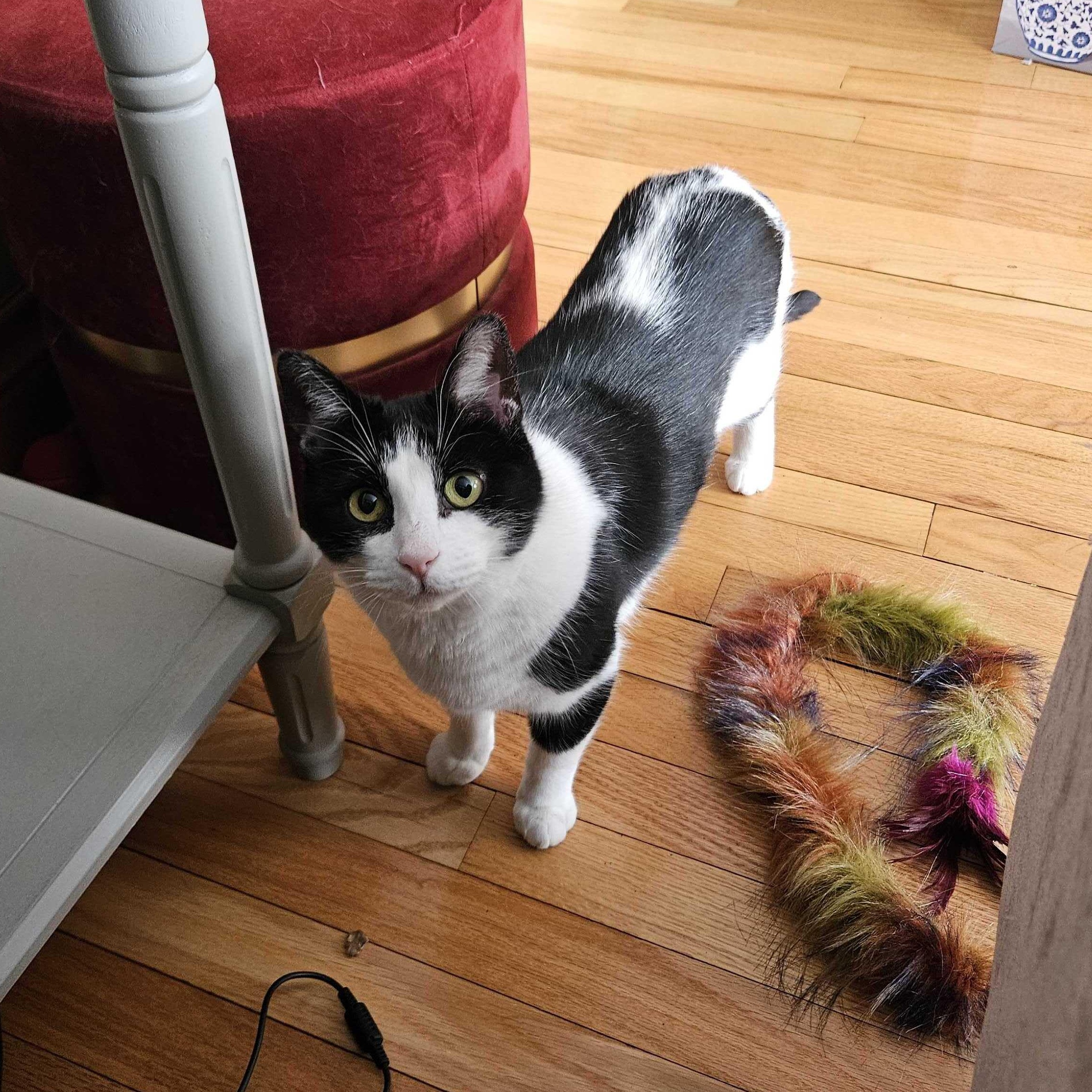 Enlarge Dopey , a ADOPTABLE Domestic Short Hair in Wakefield, QC image 1/6