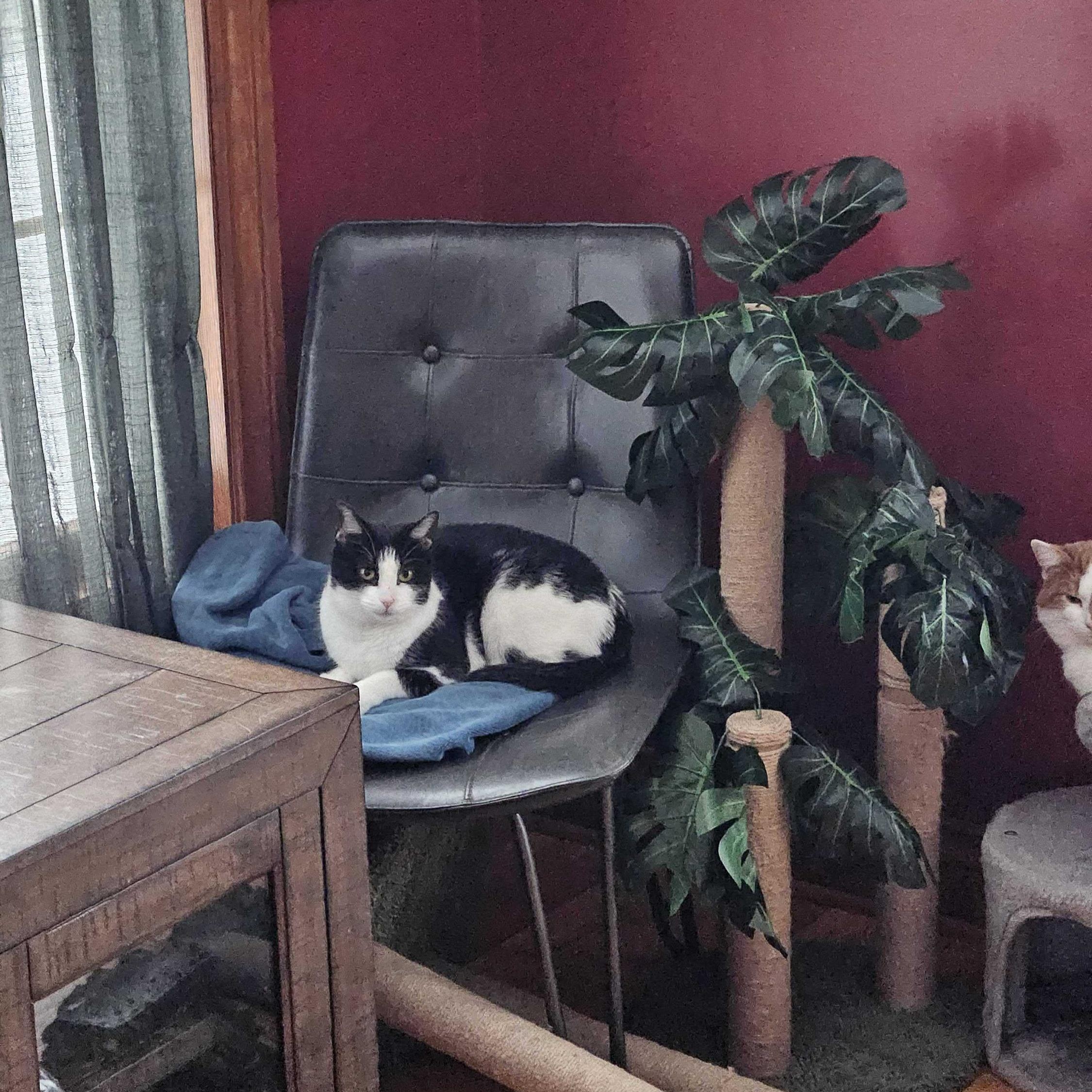 Enlarge Dopey , a ADOPTABLE Domestic Short Hair in Wakefield, QC image 4/6