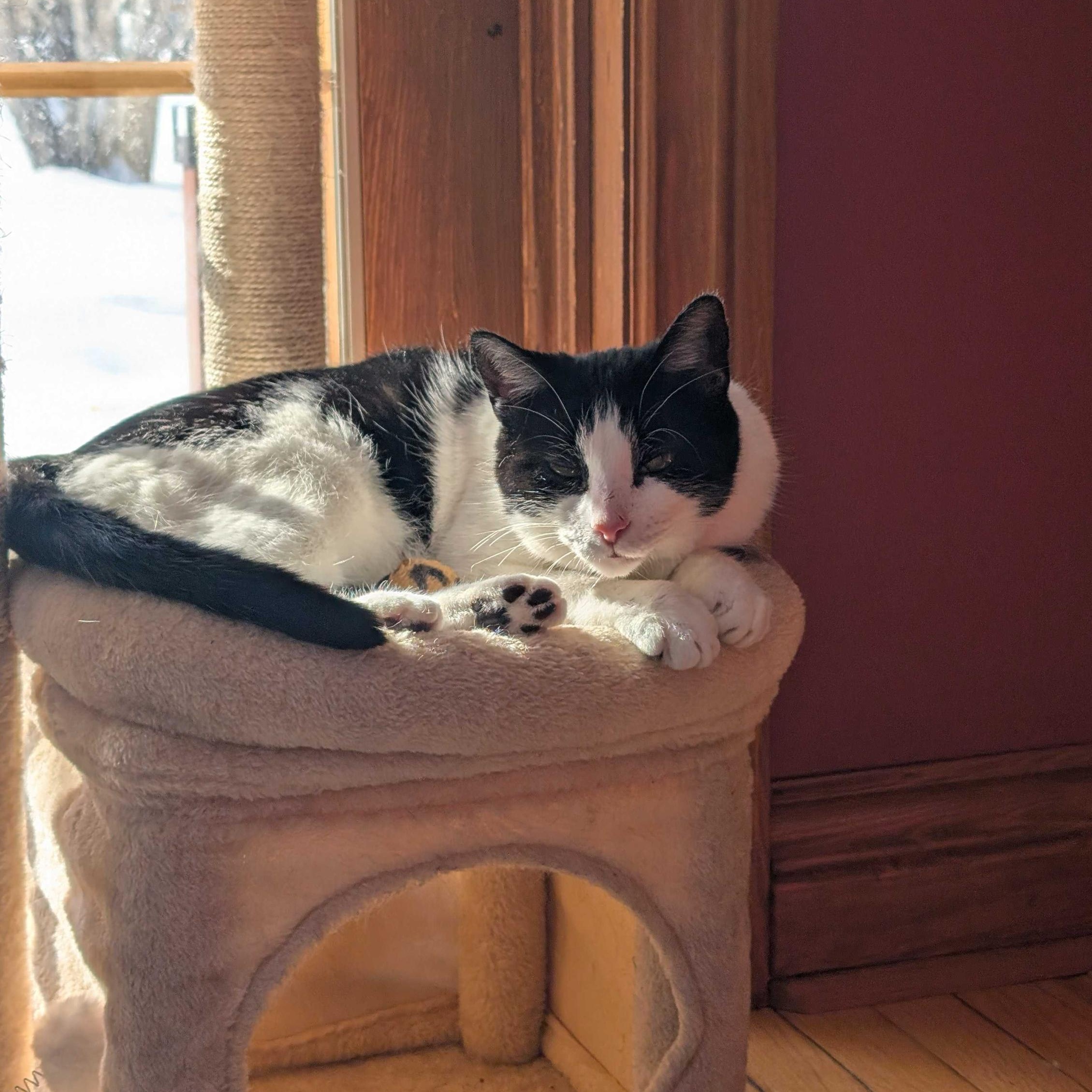 Enlarge Dopey , a ADOPTABLE Domestic Short Hair in Wakefield, QC image 3/6