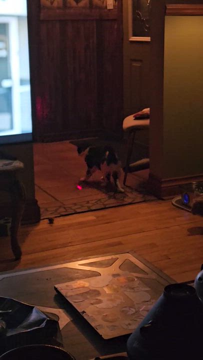 Enlarge Dopey , a ADOPTABLE Domestic Short Hair in Wakefield, QC video 6/6