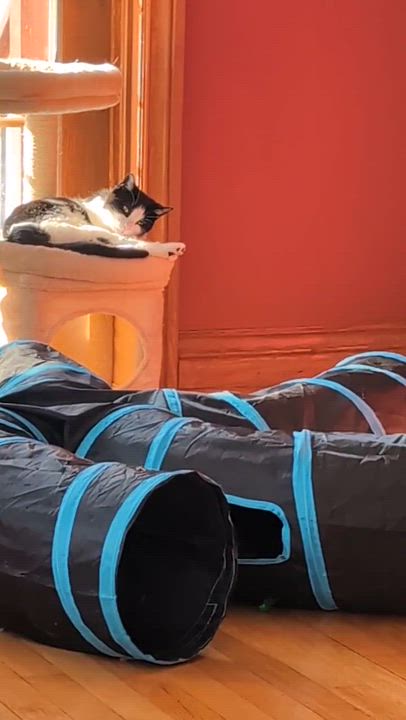 Enlarge Dopey , a ADOPTABLE Domestic Short Hair in Wakefield, QC video 5/6