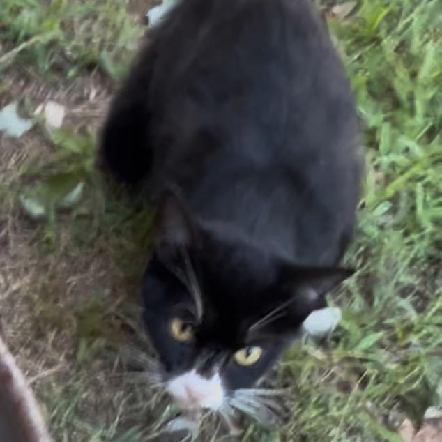 Mama Yarrow, Adoptable, Adult Female Domestic Short Hair.