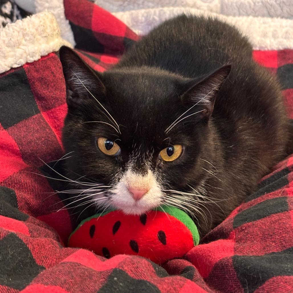 Enlarge Mama Yarrow, a Adoptable Domestic Short Hair in Mount Juliet, TN image 2/2