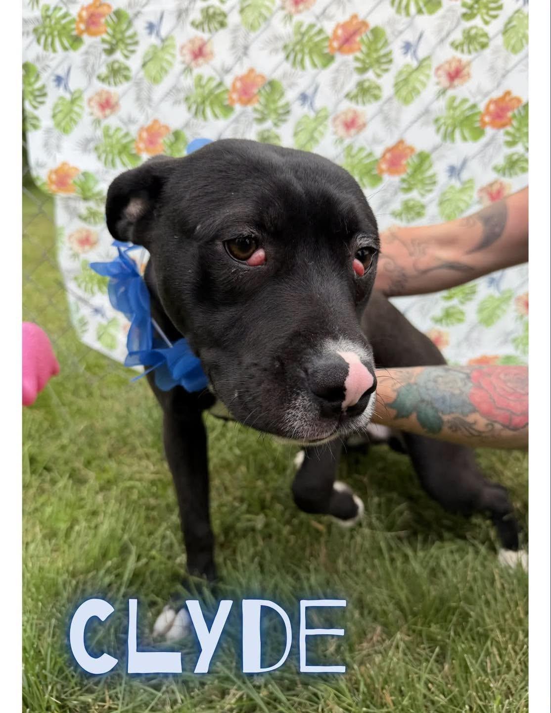 Enlarge Clyde, a Adoptable mixed breed in Caro, MI image 1/1