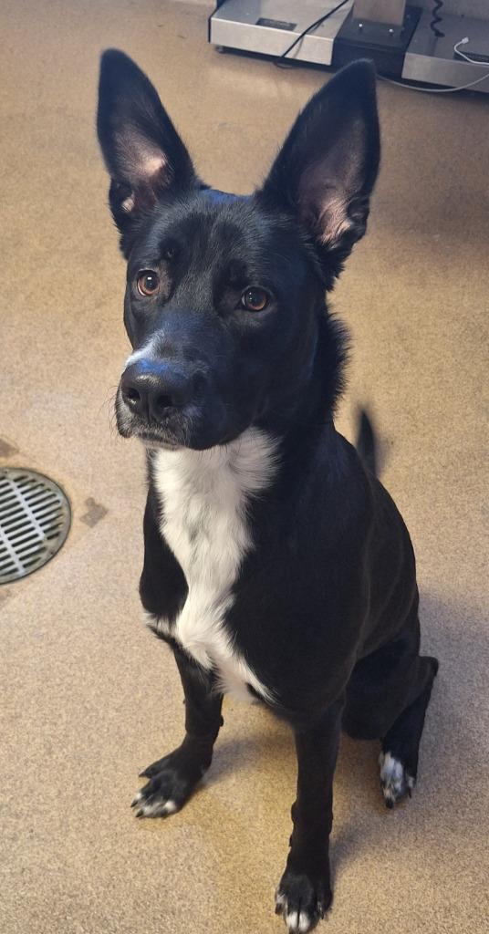 Enlarge Elf, a Adoptable Labrador Retriever in Grand Forks, ND image 1/4