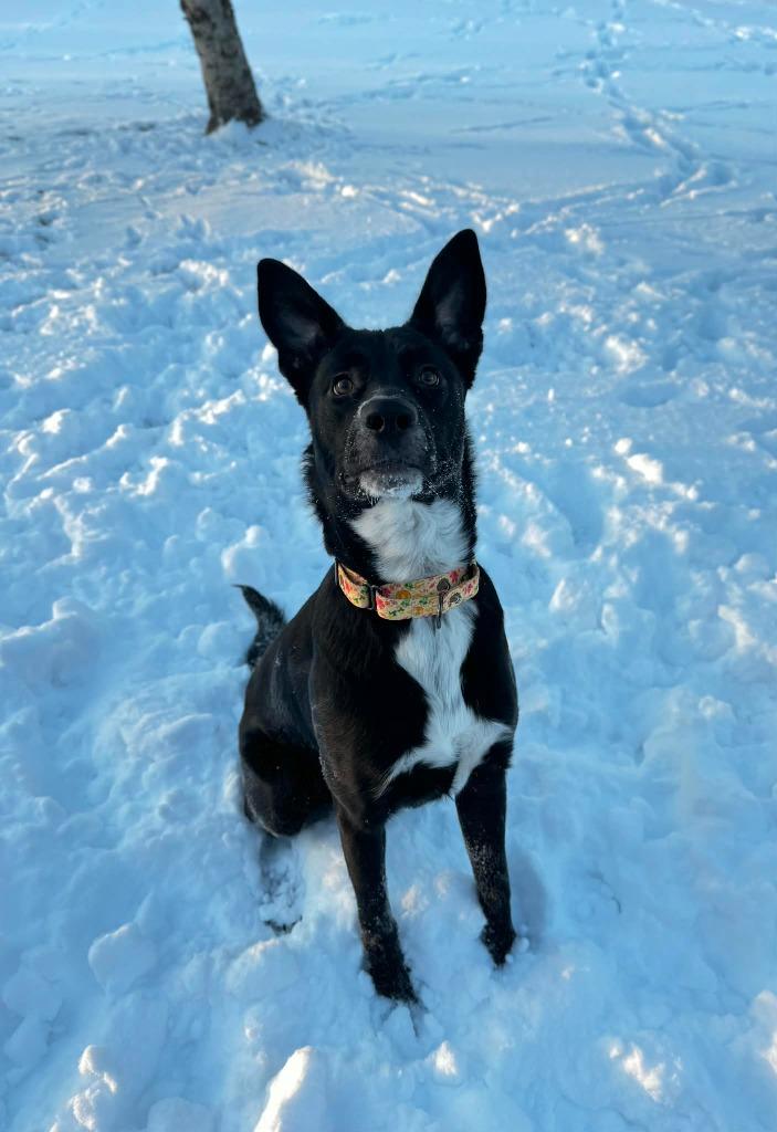 Enlarge Elf, a Adoptable Labrador Retriever in Grand Forks, ND image 2/4