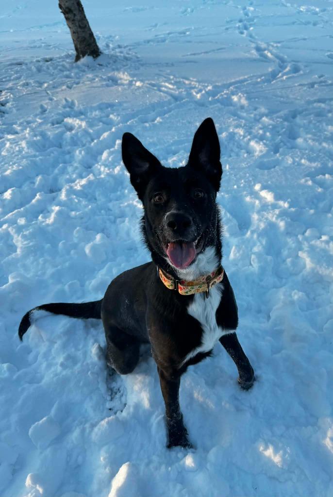 Enlarge Elf, a Adoptable Labrador Retriever in Grand Forks, ND image 3/4