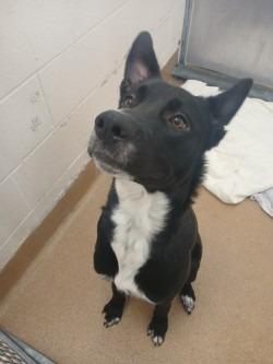 Enlarge Elf, a Adoptable Labrador Retriever in Grand Forks, ND image 4/4