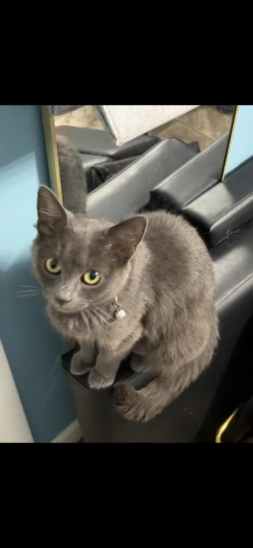 Enlarge Bear, a Adoptable Domestic Short Hair in Waveland, IN image 1/4