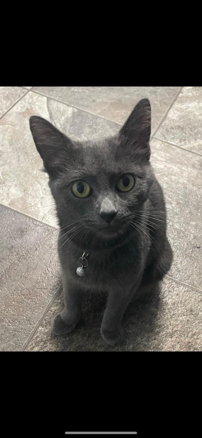 Enlarge Bear, a Adoptable Domestic Short Hair in Waveland, IN image 2/4