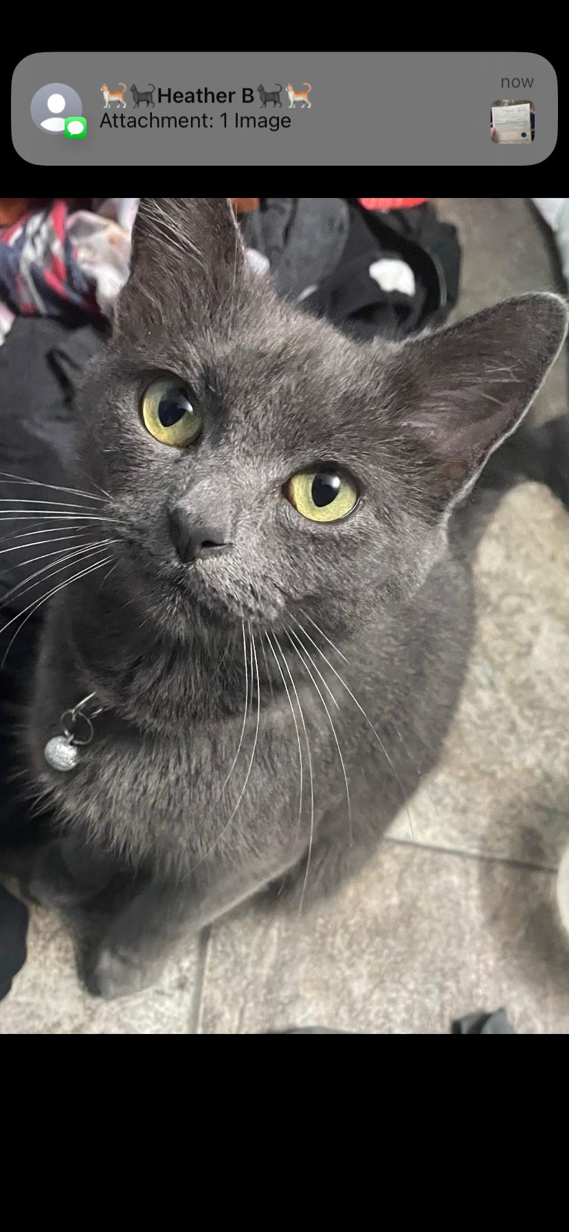 Enlarge Bear, a Adoptable Domestic Short Hair in Waveland, IN image 3/4