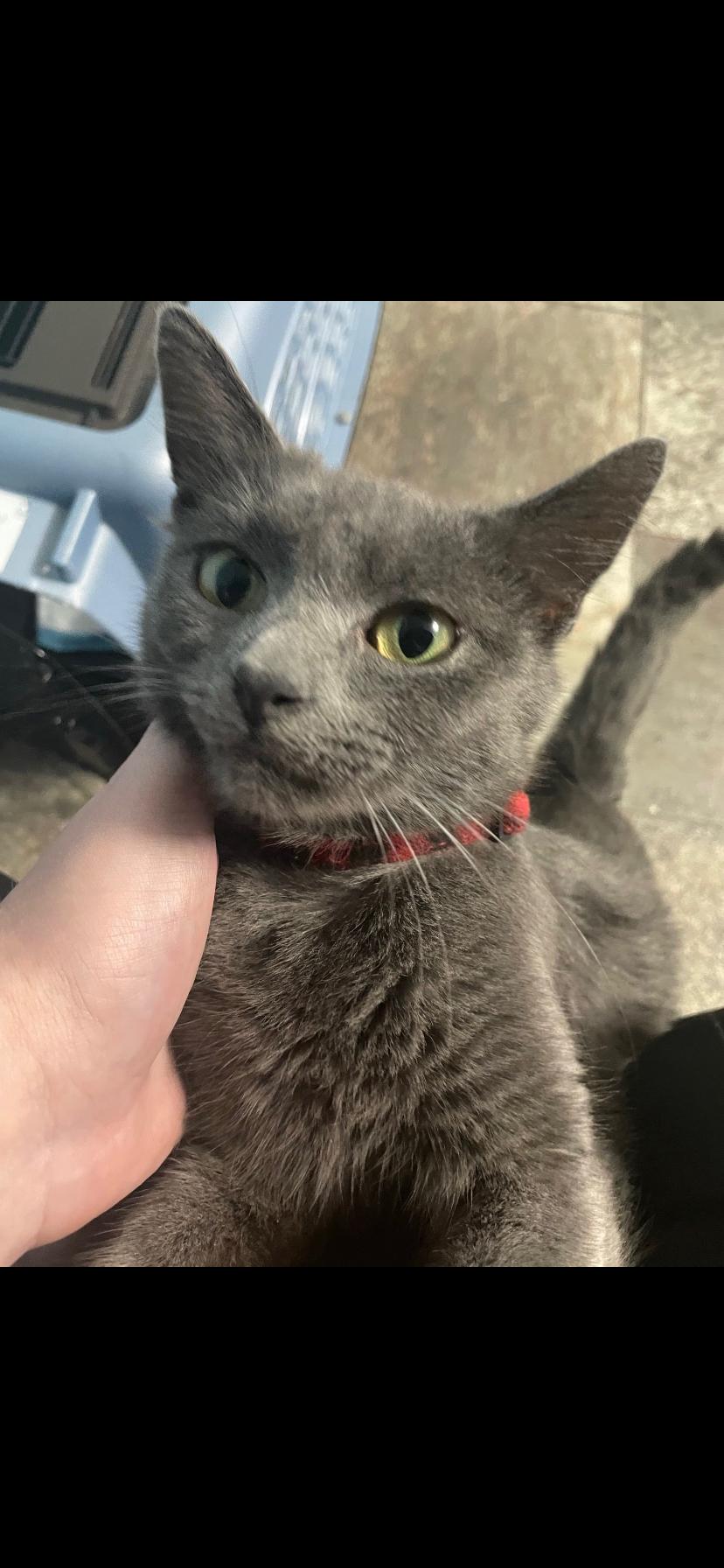 Enlarge Bear, a Adoptable Domestic Short Hair in Waveland, IN image 4/4